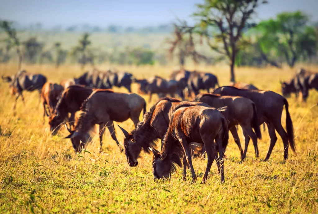 10. Wildlife Wildebeest herd Gnu in Serengeti National Park Tanzania Africa Credit Alamy DDP1B7