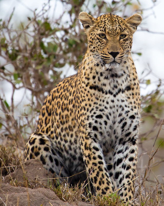 Tanzania safari tours - leopard in savanna