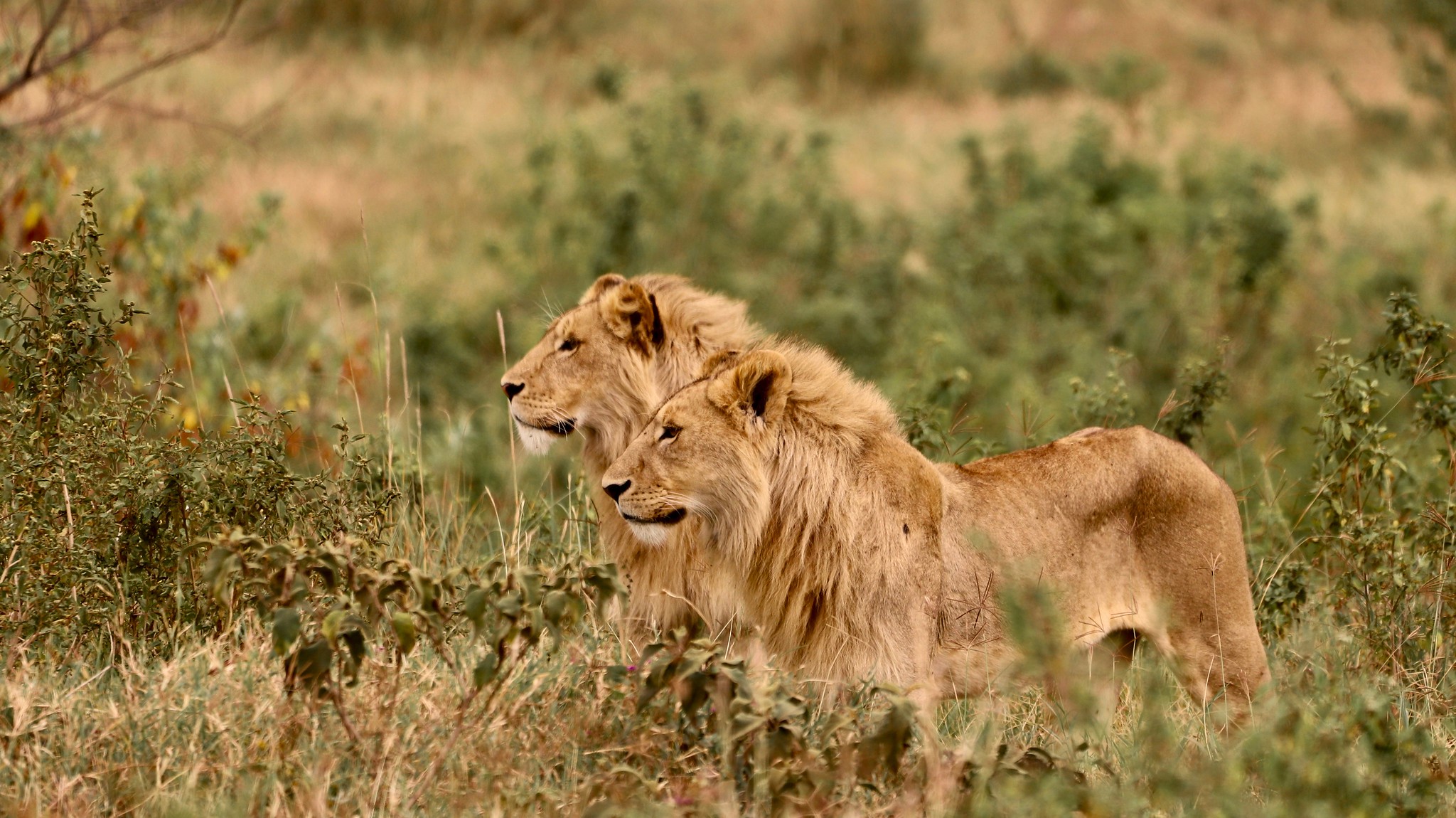 two-male-lions-witnessed-in-northern-tanzania-safari