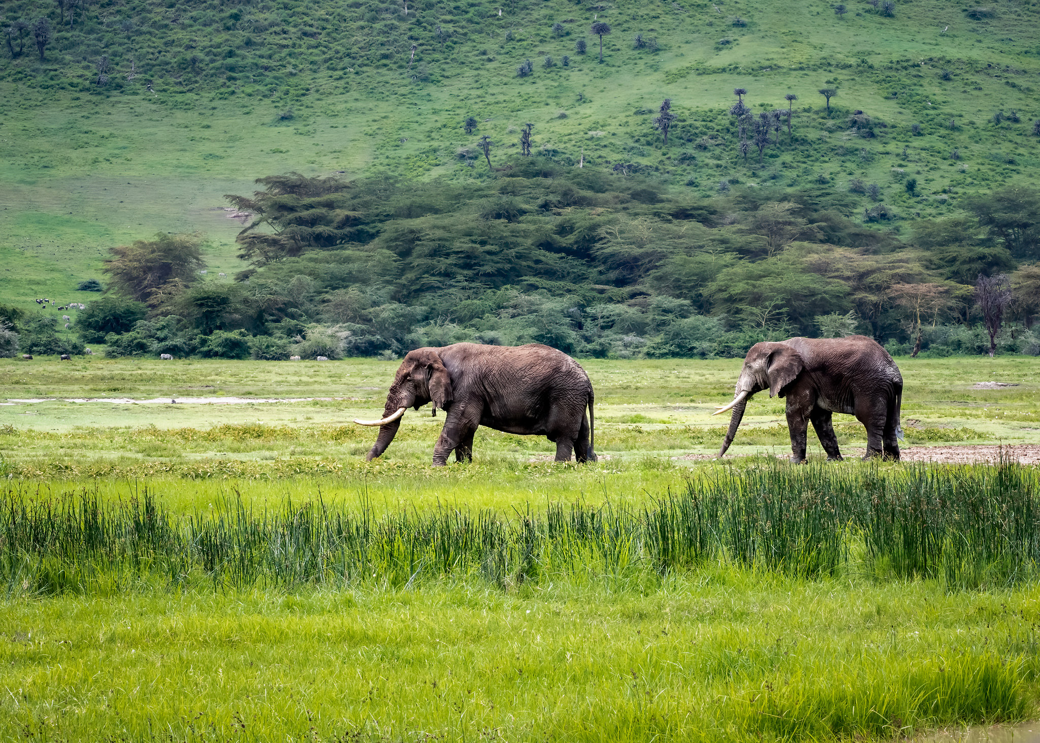 Two-elephants-tanzania-wildlife-and-culture