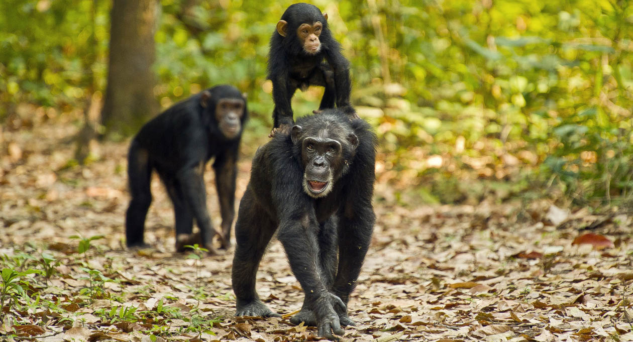 Monkeys in Gombe National Park