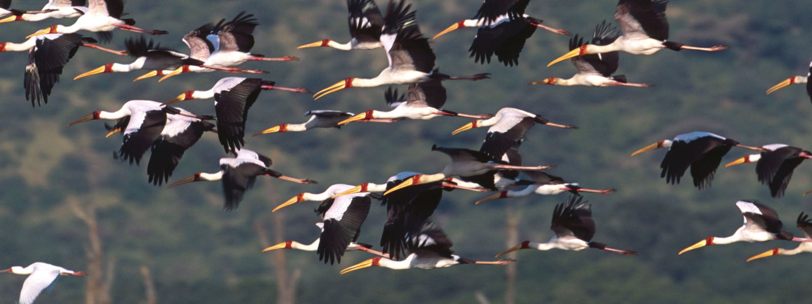 Saddle billed storks at Lake Manyara National Park