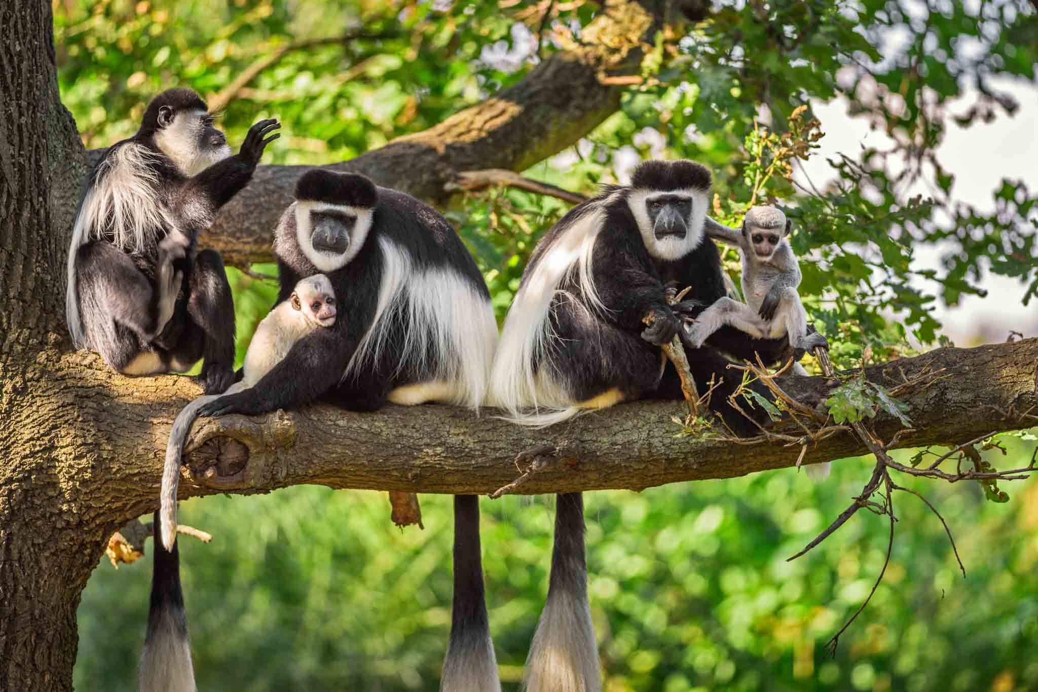 Monkeys in Arusha National Park