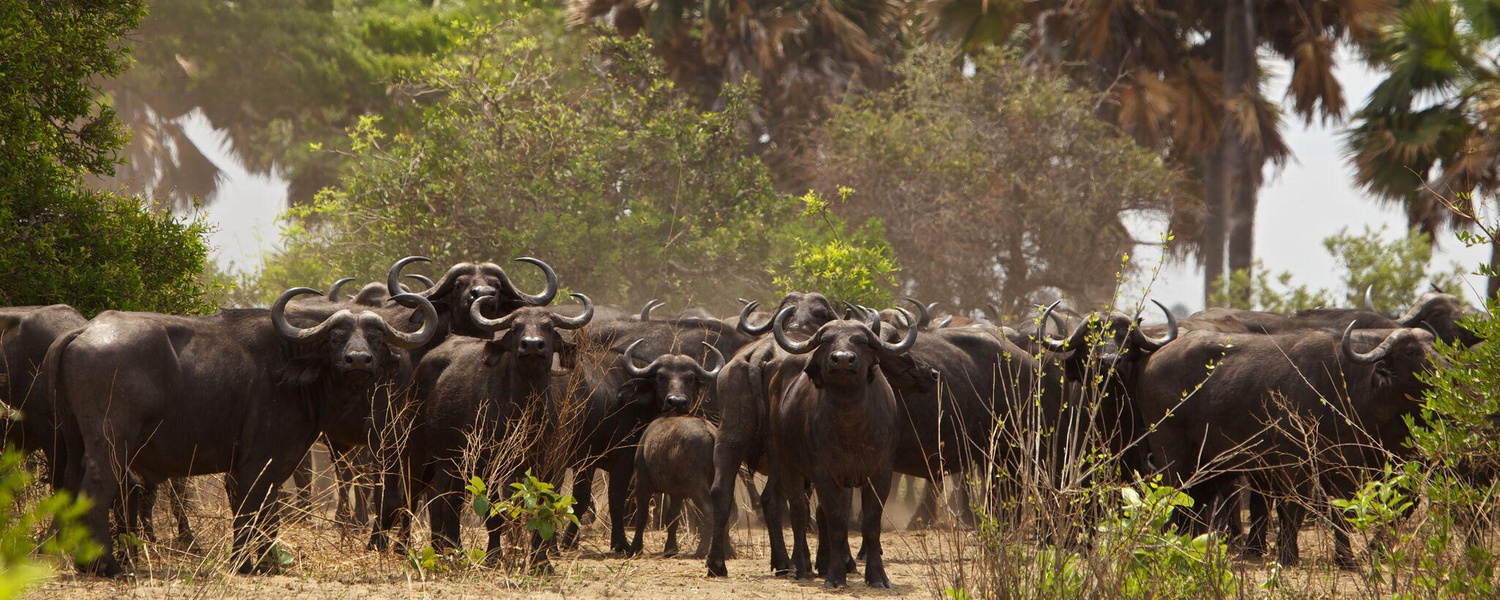 African Buffaloes in Katavi National Park