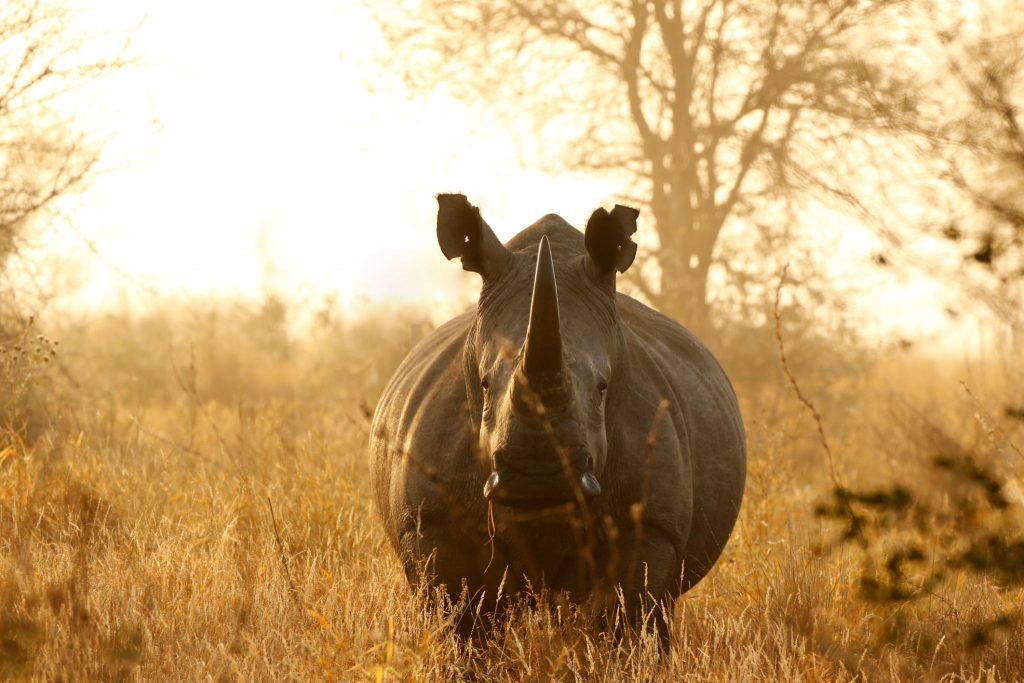 White African rhino in Tanzania