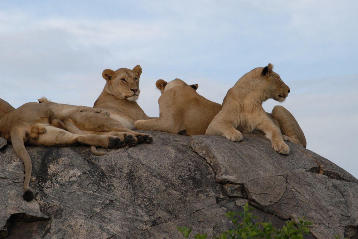 Travelling to Serengeti with Gemuka Adventures