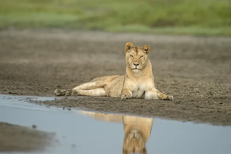 Lion in serengeti national park